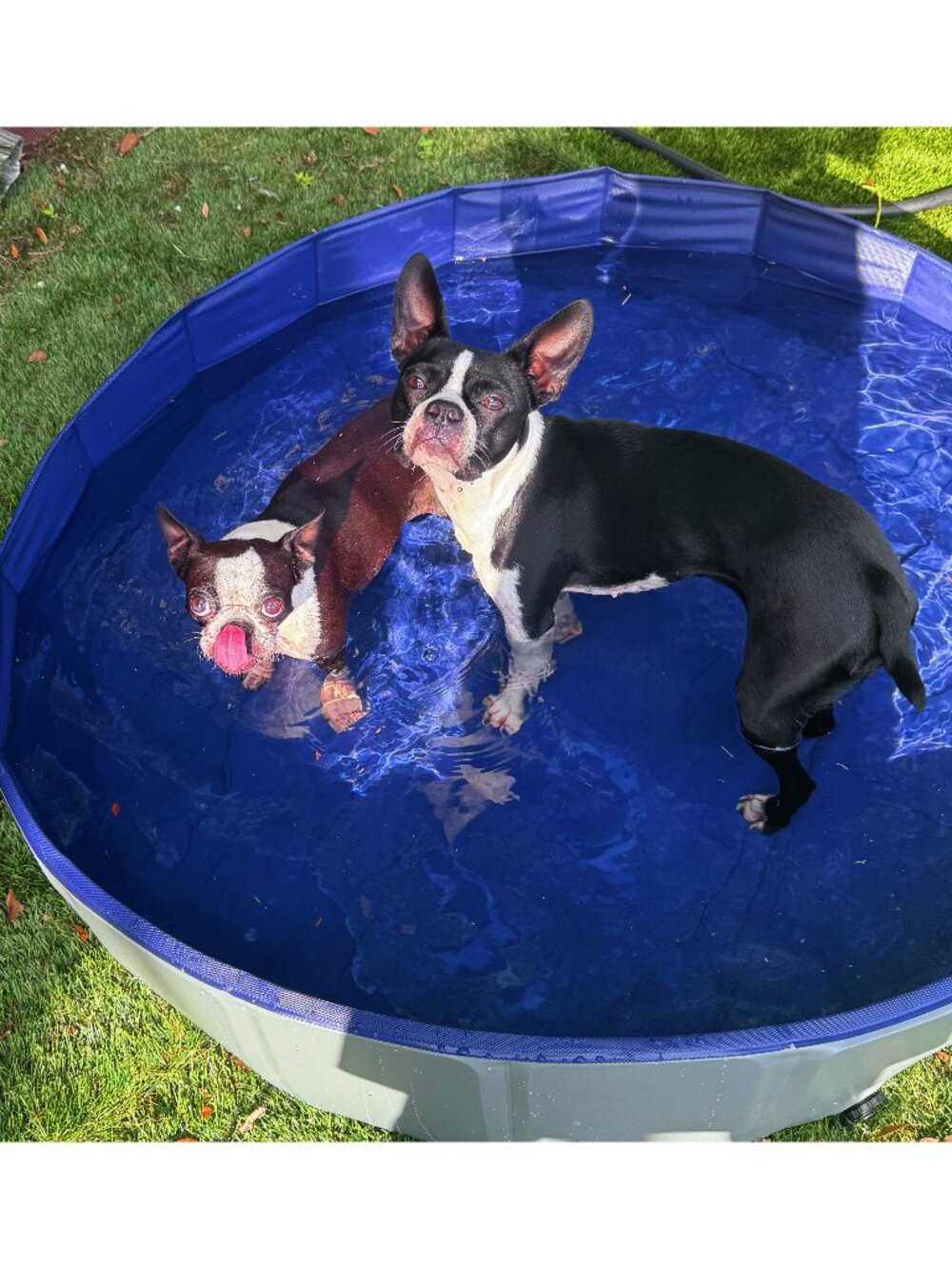NEW Dog Sprinkler Splash Pad 43.18" Dog Toy Blue High Quality Outside Dog Toy